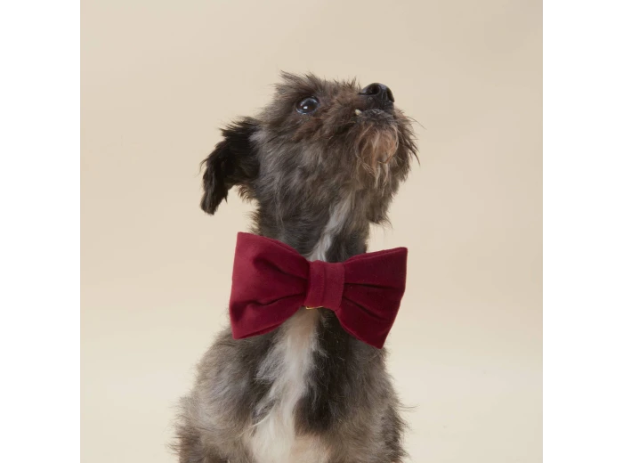 Burgundy Velvet Dog Bow Tie Standard Large