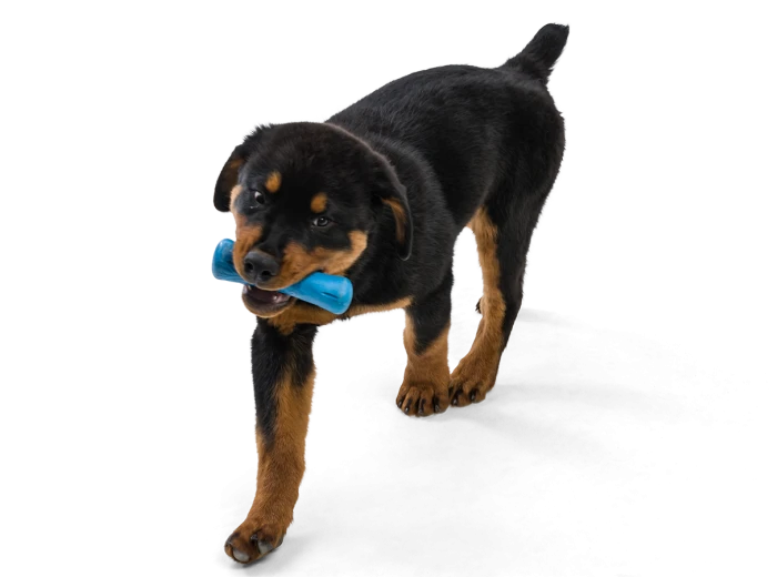 Drifty® Dog Toy for Chew, and Fetch Surf