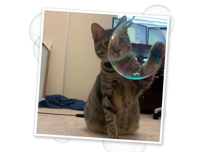 5 Ounce Catnip Bubbles with Honeysuckle