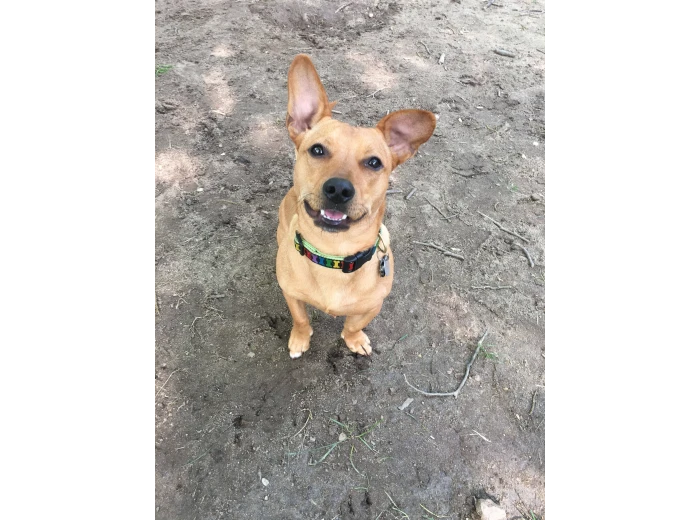 Rainbones Dog Collar Wide