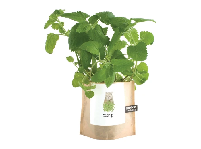 Garden in a Bag | Catnip | Great Christmas Gift idea