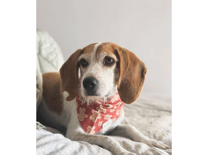 Spice Christmas Dog Bandana XL