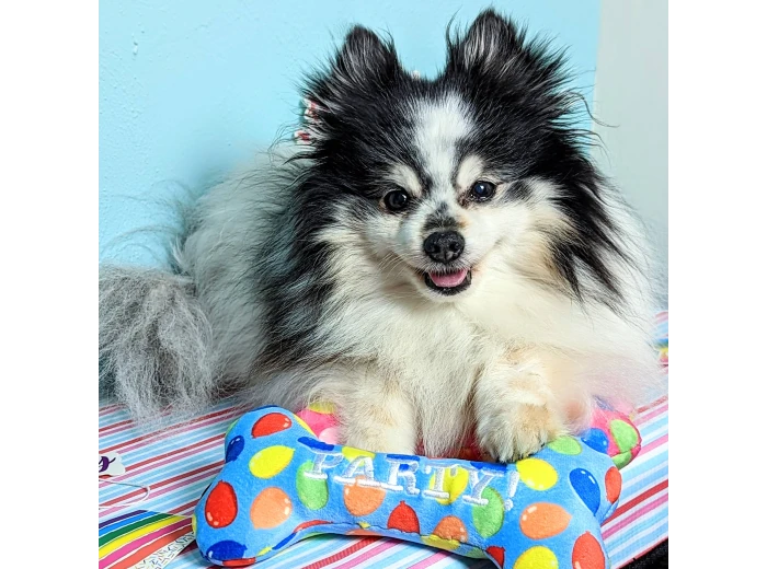 Party Time Bone Blue For Dogs LG