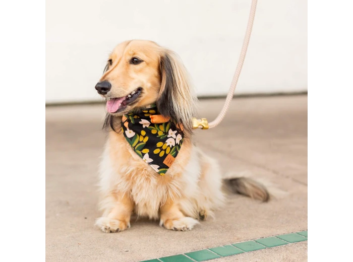 Flax Marine Rope Dog Leash Petite 5 Feet