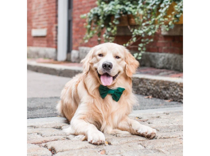 Forest Green Velvet Holiday Dog Bow Tie Standard