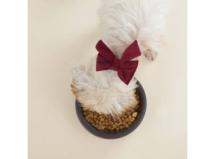 Burgundy Velvet Lady Dog Bow Small