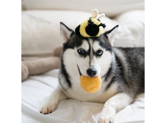 WHOLESALE BEE POP
