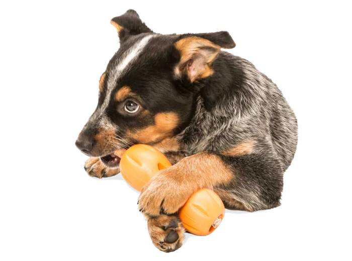 Qwizl® Dog Puzzle Treat-Dispensing Enrichment Toy Granny Smith
