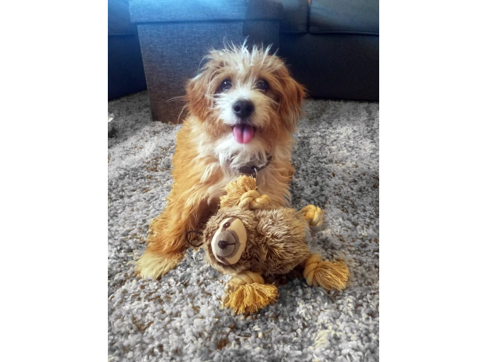 Roper Prairie Sloth