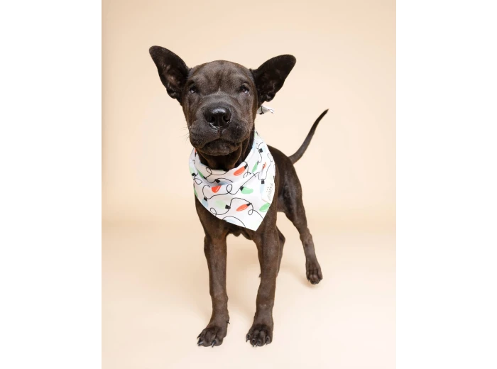Twinkle Christmas Dog Bandana XL