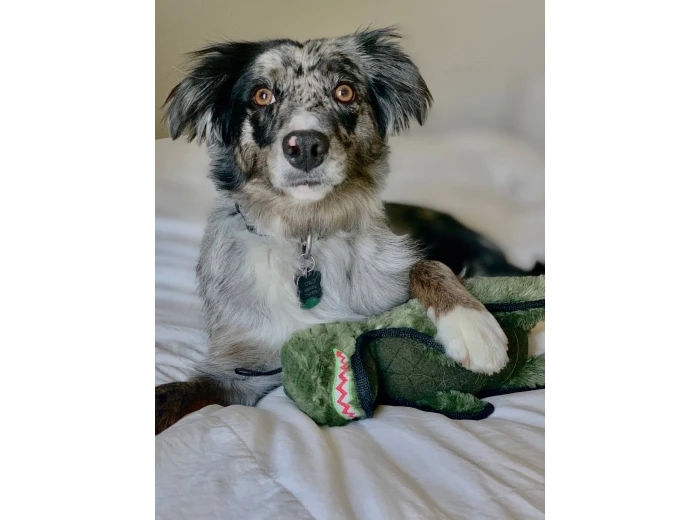 Ruffian Dino T-Rex