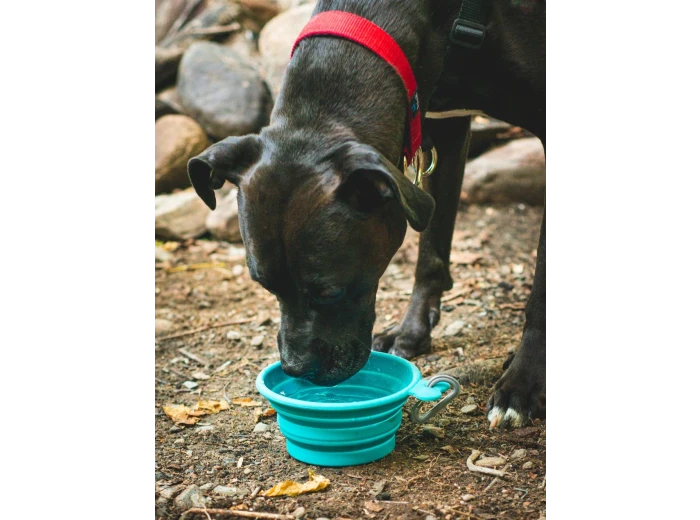 Messy Mutts Silicone Collapsible Bowl Blue