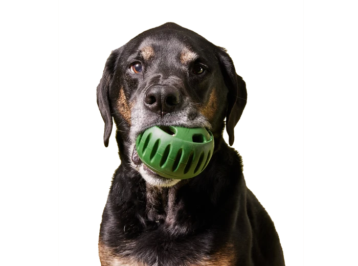 The Pupsicle X-Large