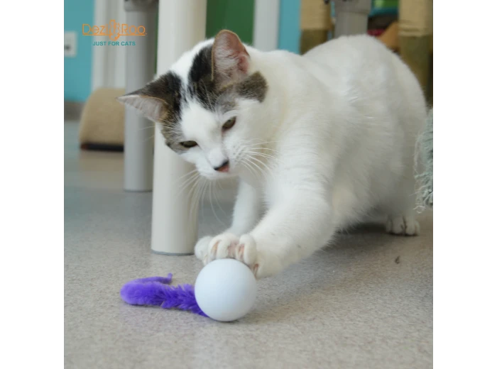 Wiggly Pong - Cat Toy Plastic Pong Ball Enclosed in poly bag with 4x2 header card