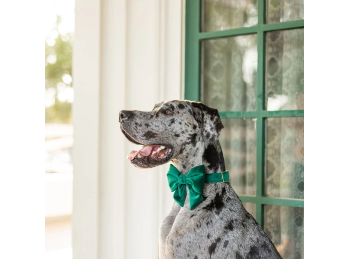 Forest Green Velvet Holiday Lady Dog Bow Large