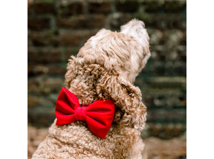 Cranberry Velvet Dog Bow Tie Large