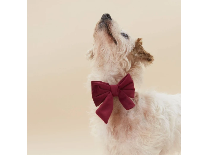 Burgundy Velvet Lady Dog Bow Small