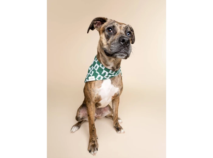 Spruce Winter Dog Bandana SizeXS