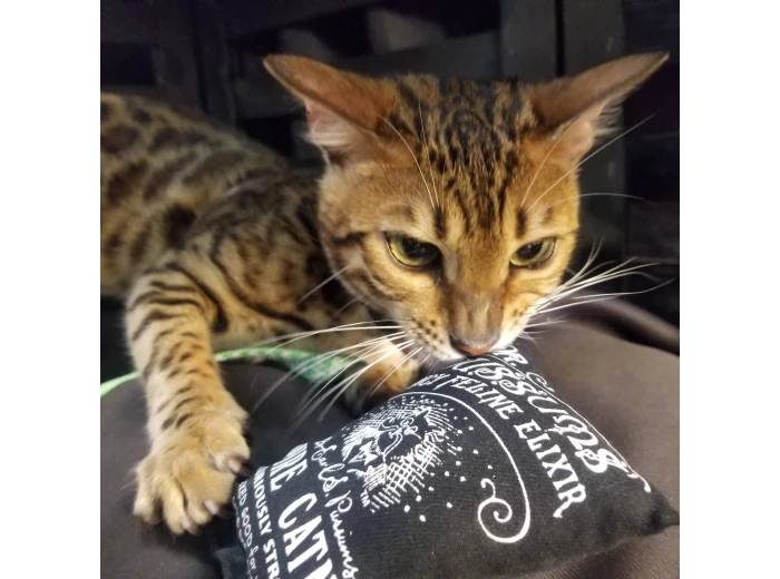 Regular Logo Catnip Pillow Catnip Toy