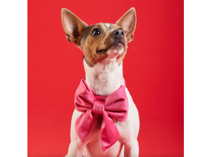Hot Pink Velvet Lady Dog Bow Small