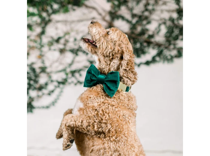Forest Green Velvet Holiday Dog Bow Tie Large