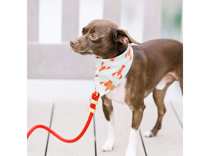Ruby Marine Rope Dog Leash 5 Feet