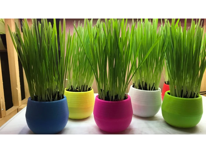 Cat Grass Ball Blue