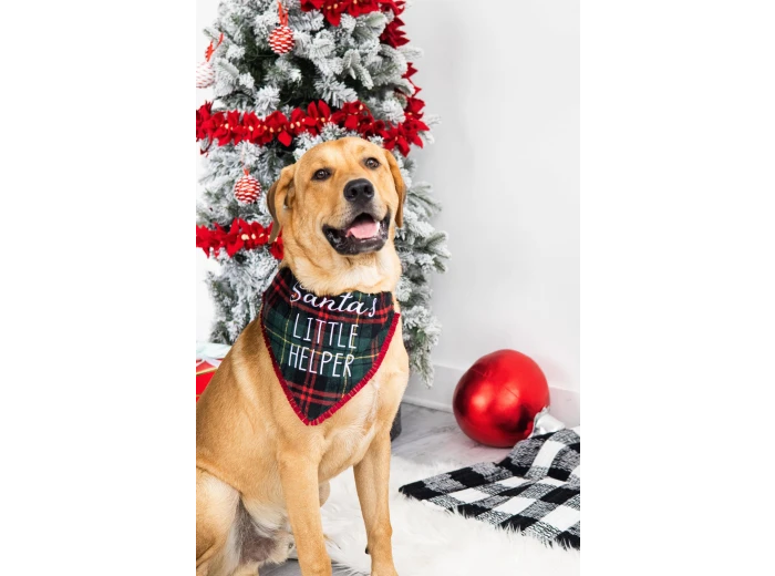 Santa's Little Helper Christmas Dog Bandana, M/L