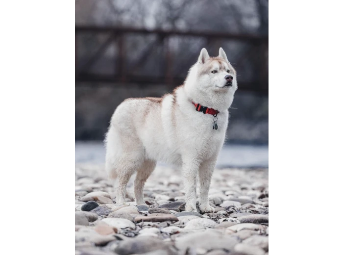 Burnt Orange Premium Dog Collar Medium